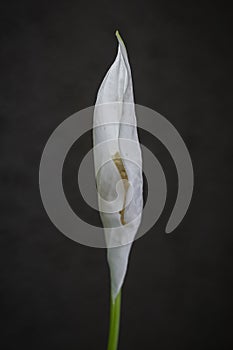 Peace Lily flower