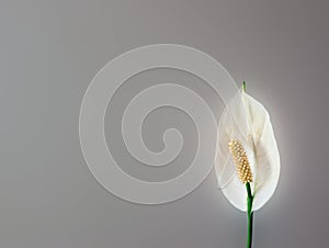 Peace Lily Flower