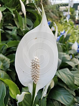 Peace lily flower closeup view