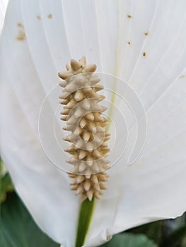 Peace lily flower closeup view