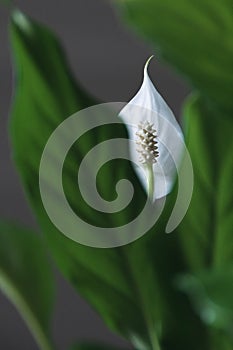 Peace lily flower and foliage. photo