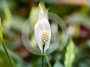 Peace Lily Flower in greenhouse