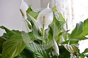 Peace lily flower