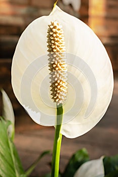 Peace lily flower. Peace Lily plant blooming in the garden