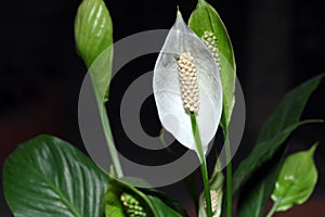 Peace Lily Flower with pollen grains