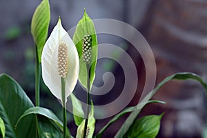 Peace Lily Flower with pollen grains