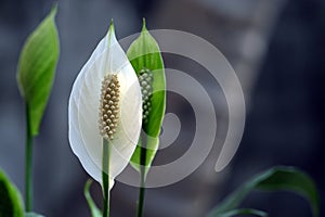 Peace Lily Flower with pollen grains