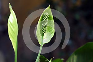 Peace Lily Flower with pollen grains