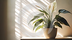 Peace lily flower pot indoors with natural sunlight from the window. Generative AI