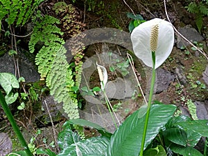 peace lily flower with pretty white petals