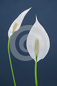 Peace Lily Flower - Spathiphyllum