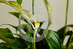 Peace lily flower Spathiphyllum floribundum