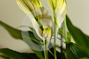 Peace lily flower Spathiphyllum floribundum photo