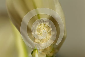 Peace lily flower Spathiphyllum floribundum photo