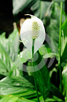 Peace Lily Flower