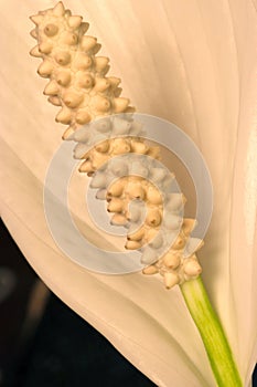 Peace Lily Flower Stigma Abstract 02