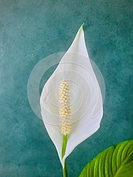Peace lily on green texture background, vertical.