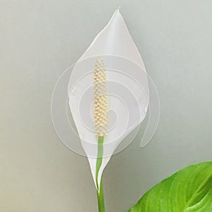 Peace lily on grey background