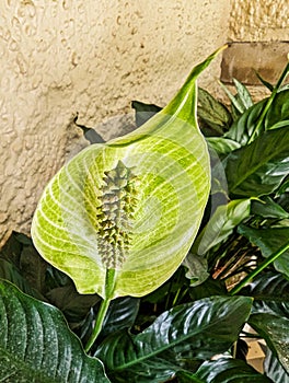 Peace Lily Growing in Home Garden