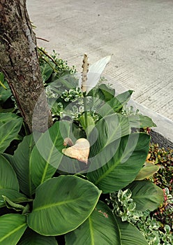 Peace lily house infested with insects