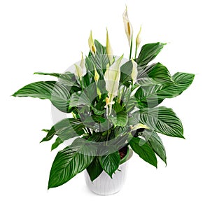 Peace lily houseplant isolated on white