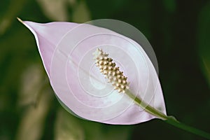 Peace Lily houseplant, Spathiphyllum wallisii, beautiful white flower