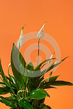peace lily inflorescence detail, traditional clay pot houseplant, indoor minimal design studio photoshoot, orange free space