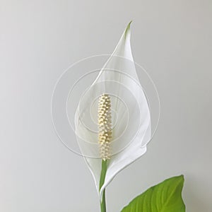 Peace lily on light grey background, square.