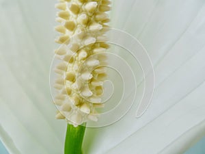 Peace lily macro close up.