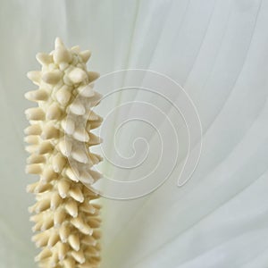 Peace lily macro close up details, square.