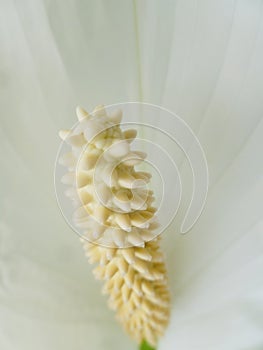 Peace lily macro close up, vertical.