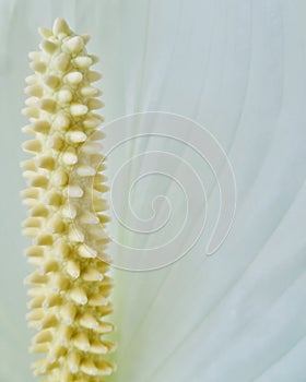 Peace lily macro close up view. Vertical.