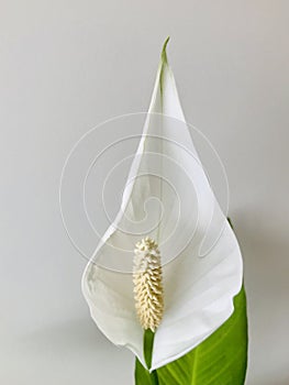 Peace lily on off white background, top view, vertical.