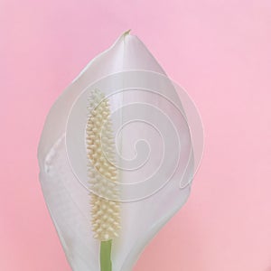 Peace lily on pink background, close up, square.