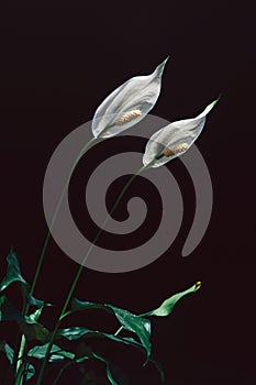 Peace lily, plant in bloom, black background