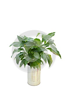 Peace lily plant  small size grow and blooming in pot on white background isolated and clipping path. Indoor plant decorated home