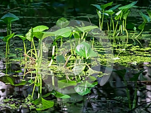 Peace Lily Plants growing in water in Alaska