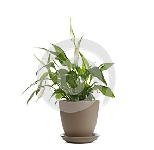 Peace lily in pot isolated