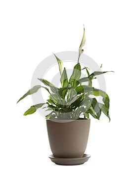 Peace lily in pot isolated
