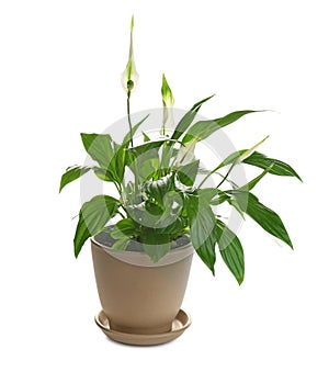 Peace lily in pot isolated on white background