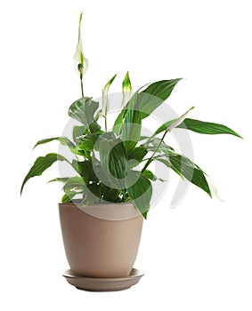 Peace lily in pot on white