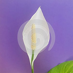 Peace lily on a purple background.