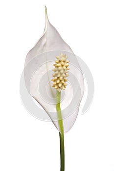 Peace Lily, Spathiphyllum