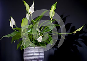 Peace Lily, Spathiphyllum