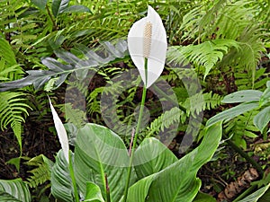 Peace Lily (Spathiphyllum)