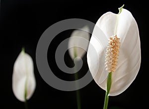 Peace Lily, Spathiphyllum on black background
