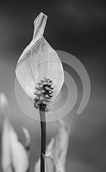 Peace lily Spathiphyllum cochlearispathum