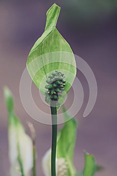 Peace lily Spathiphyllum cochlearispathum