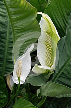 Peace Lily Spathiphyllum cochlearispathum