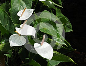 Peace Lily Or Spathiphyllum Cochlearispathum